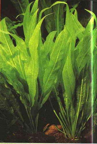 Echinodorus amazonicus